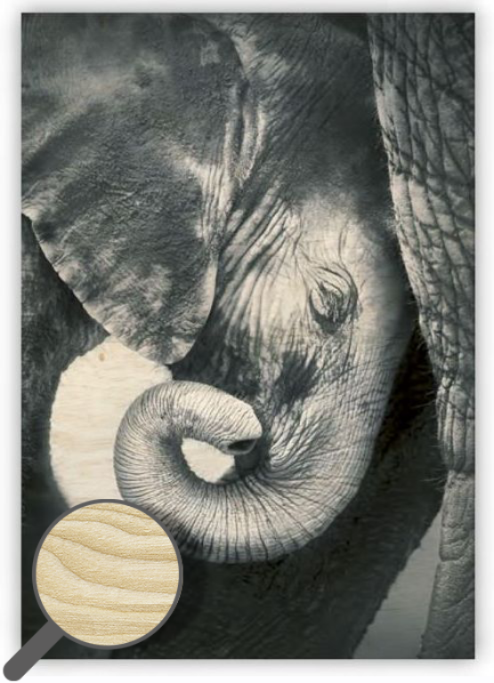 Dřevěný obraz Little Elephant